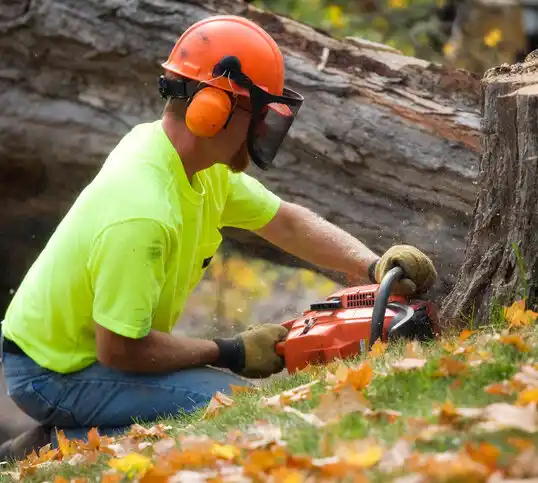 tree services Holly Springs